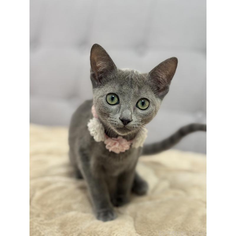 成約済の福岡県のロシアンブルー-135281の4枚目