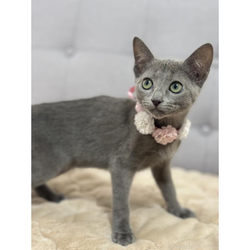 成約済の福岡県のロシアンブルー-135281の3枚目