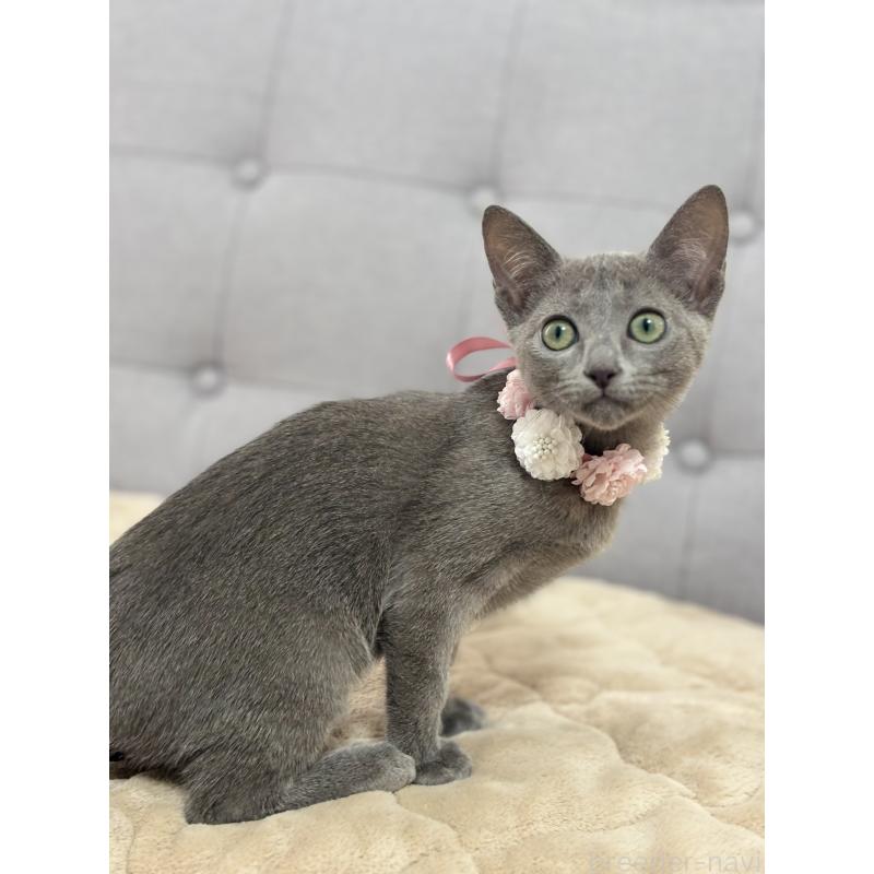 成約済の福岡県のロシアンブルー-135281の2枚目