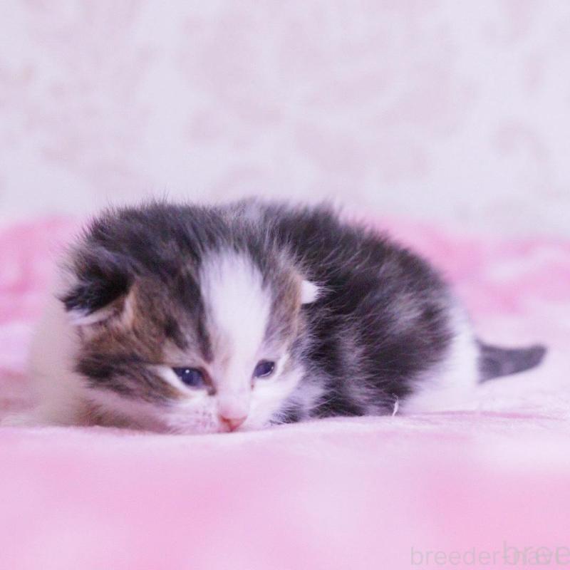 販売中の東京都のマンチカン-136685の4枚目