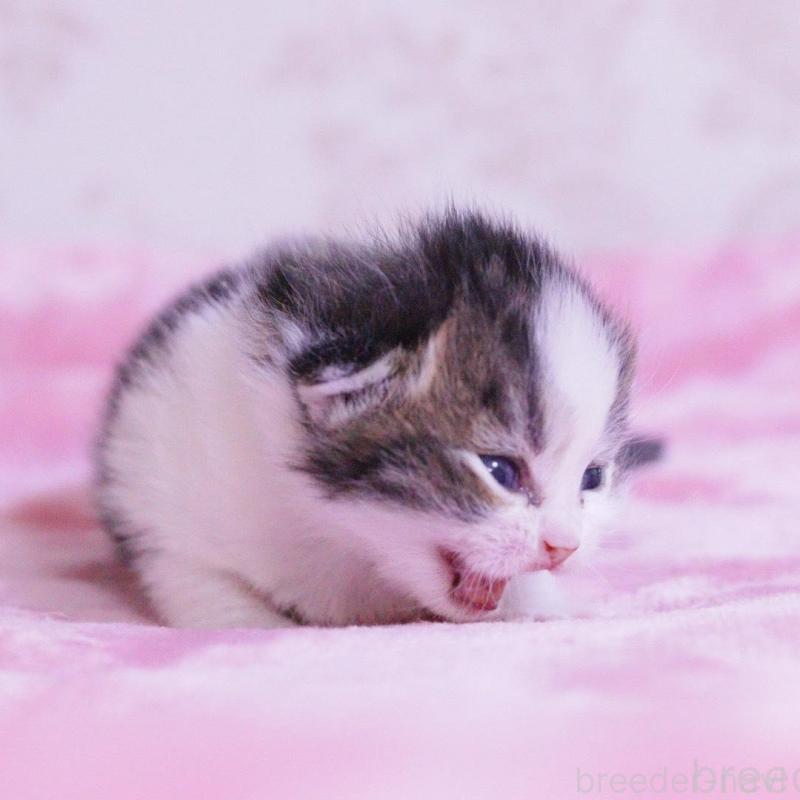 販売中の東京都のマンチカン-136685の3枚目