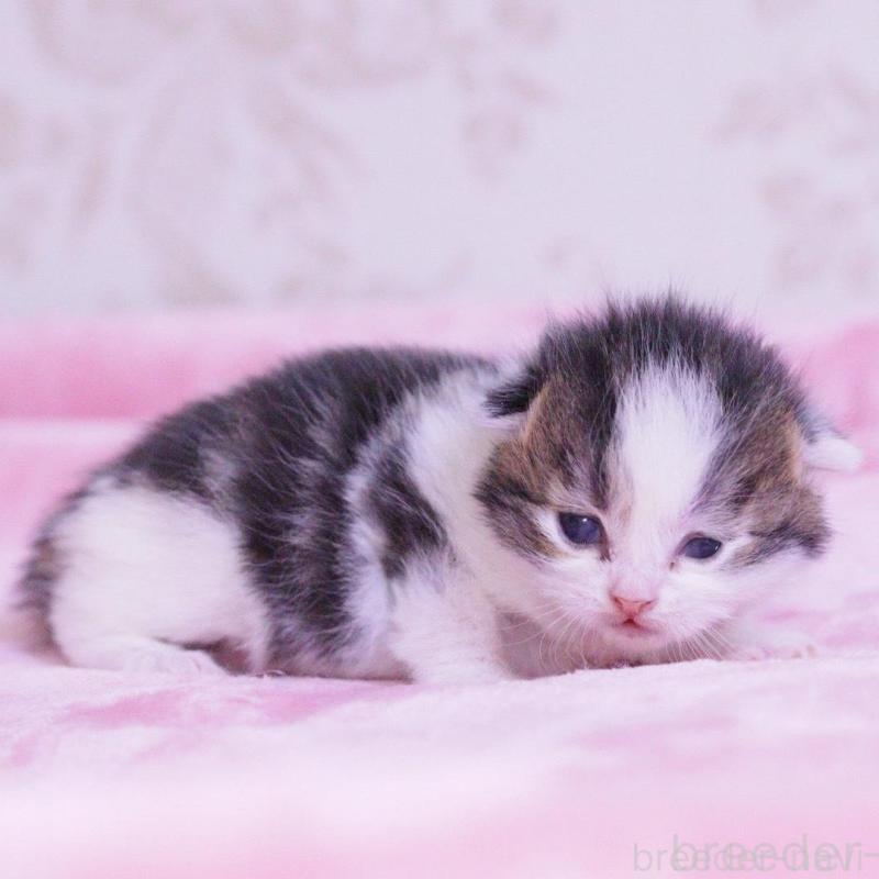 販売中の東京都のマンチカン-136685