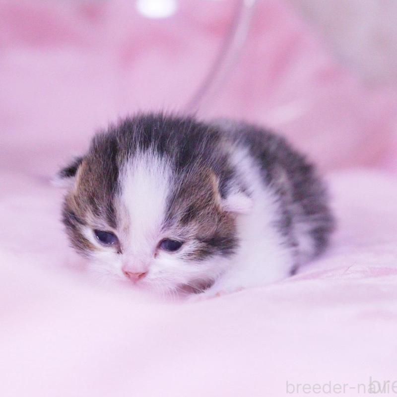 販売中の東京都のマンチカン-136685の2枚目