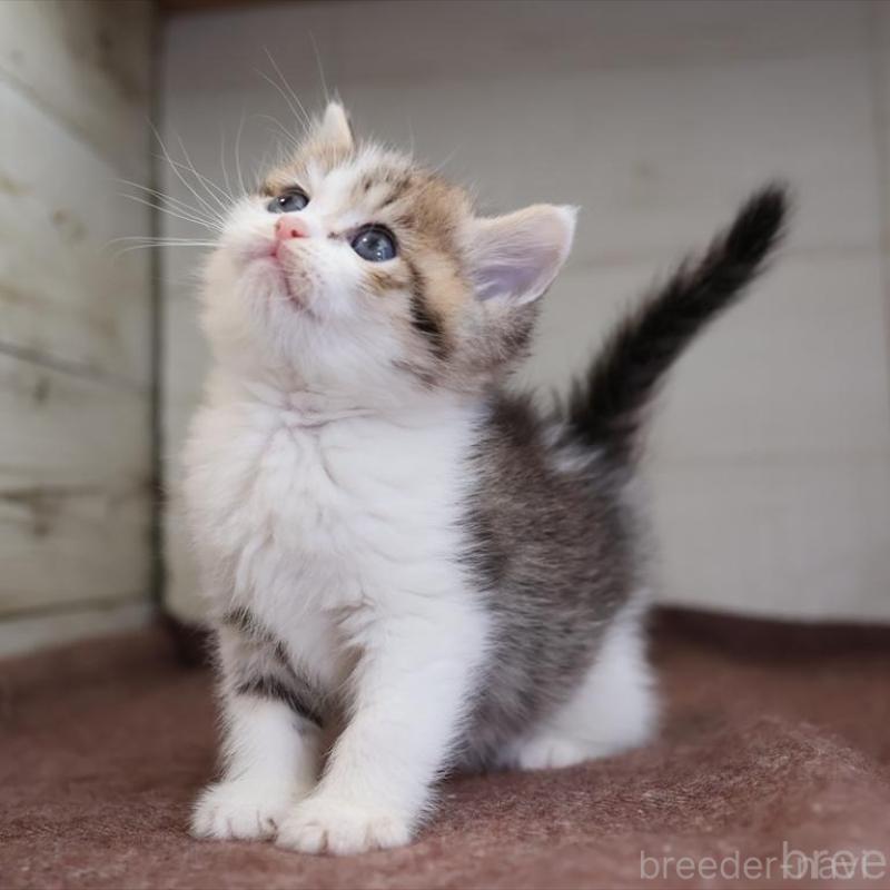 販売中の愛知県のブリティッシュショートヘア-136686