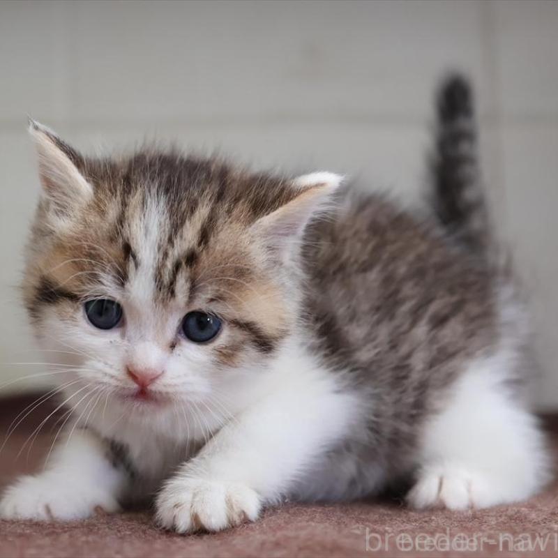 販売中の愛知県のブリティッシュショートヘア-136686の13枚目