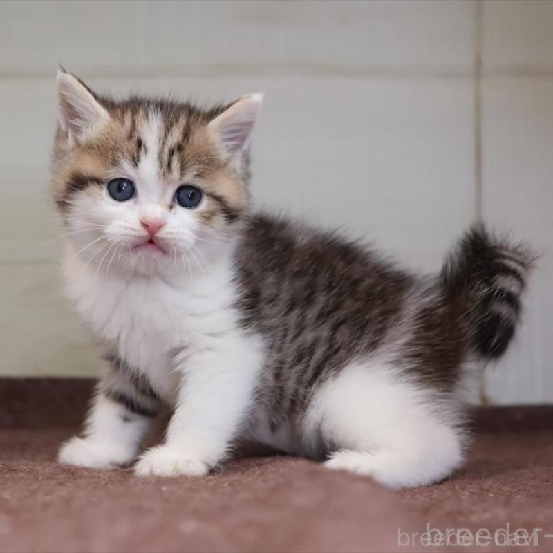 販売中の愛知県のブリティッシュショートヘア-136686の12枚目