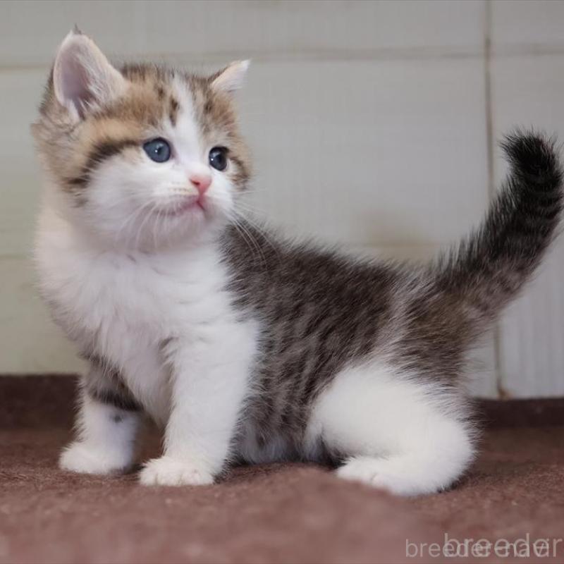 販売中の愛知県のブリティッシュショートヘア-136686の11枚目