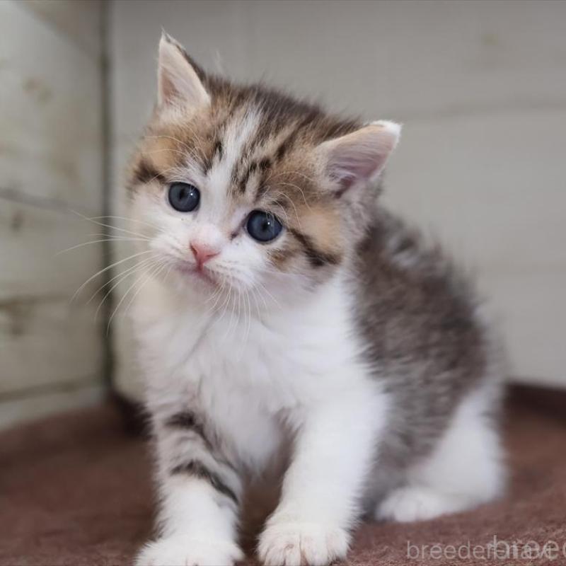 販売中の愛知県のブリティッシュショートヘア-136686の9枚目