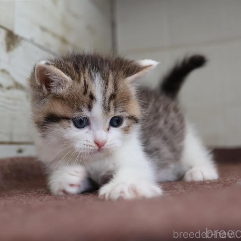 販売中の愛知県のブリティッシュショートヘア-136686の8枚目