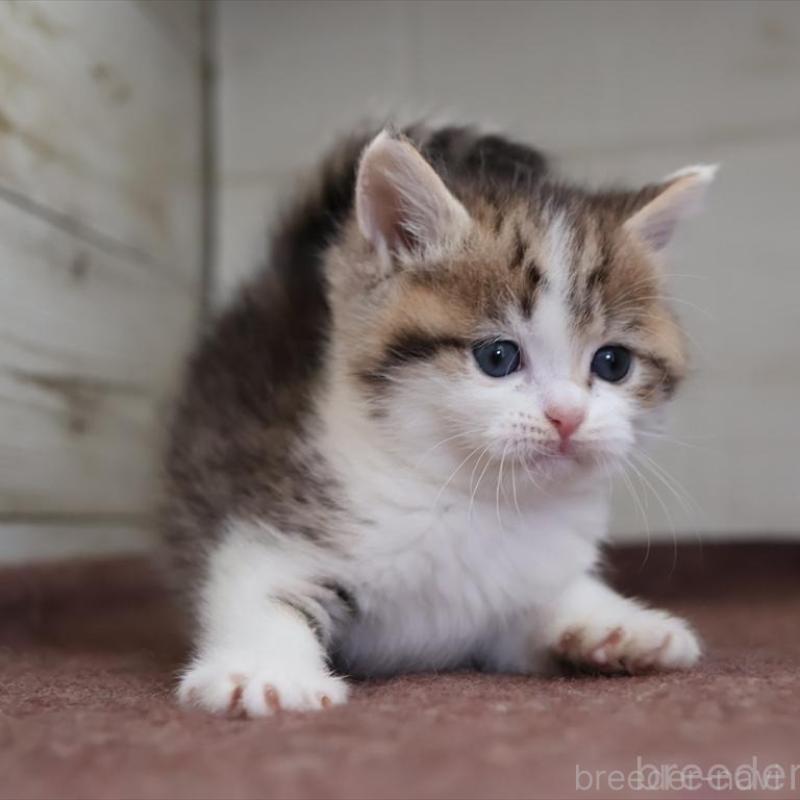 販売中の愛知県のブリティッシュショートヘア-136686の7枚目