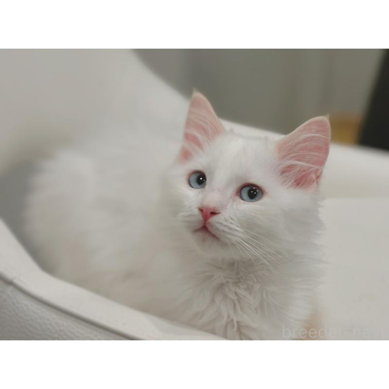 販売中の石川県のラグドール-136687の2枚目