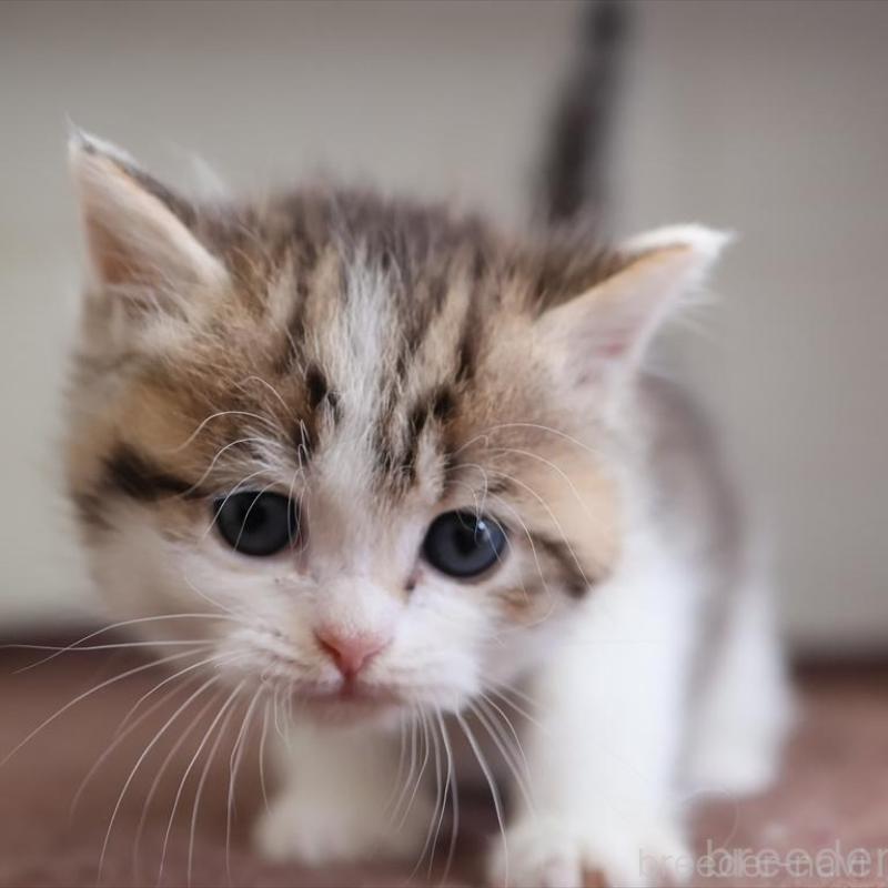 販売中の愛知県のブリティッシュショートヘア-136686の4枚目