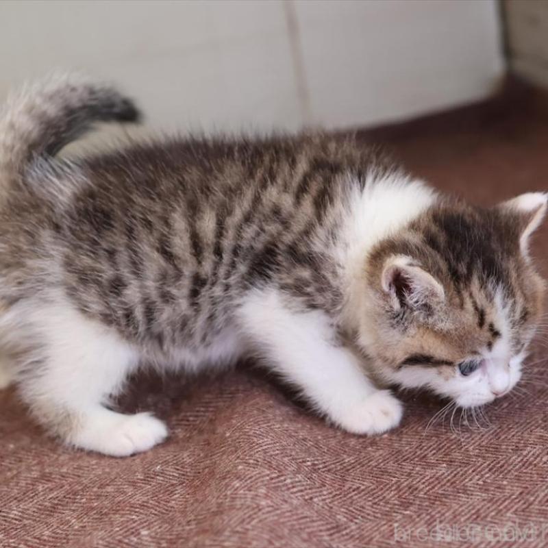 販売中の愛知県のブリティッシュショートヘア-136686の3枚目