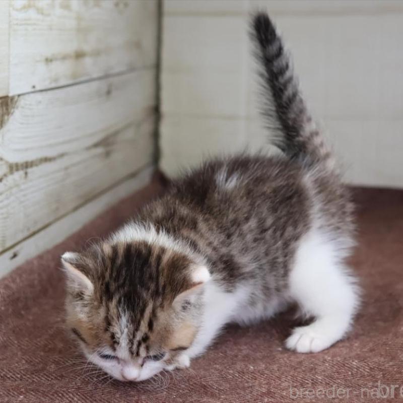 販売中の愛知県のブリティッシュショートヘア-136686の2枚目