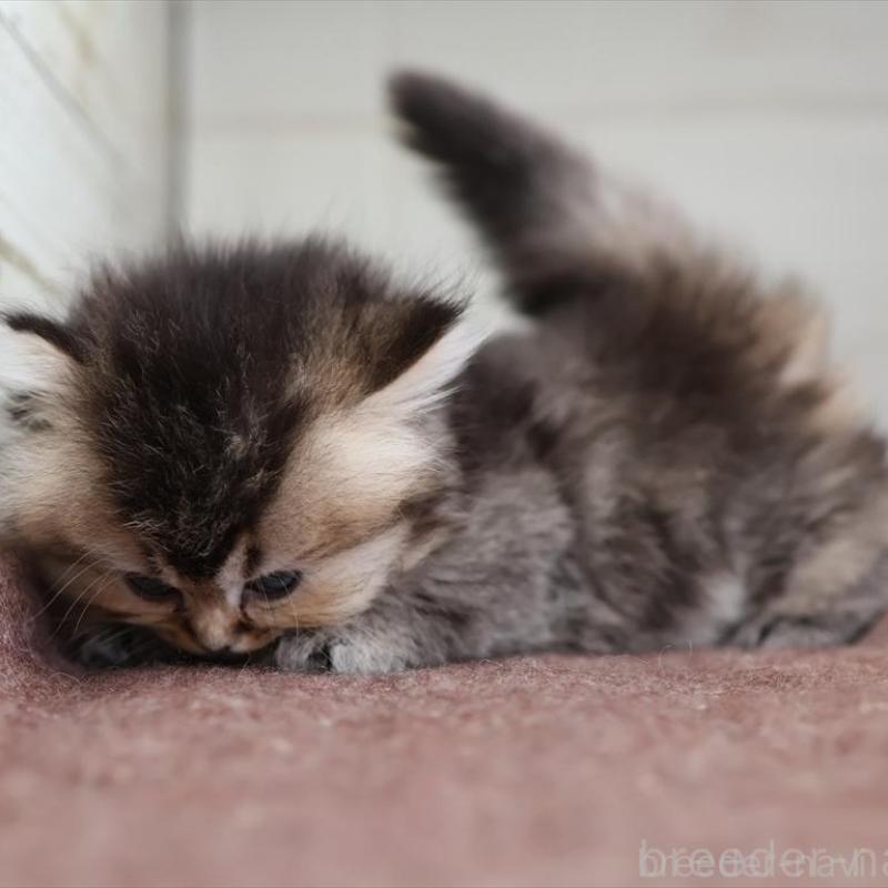 販売中の愛知県のブリティッシュロングヘア-136688の10枚目