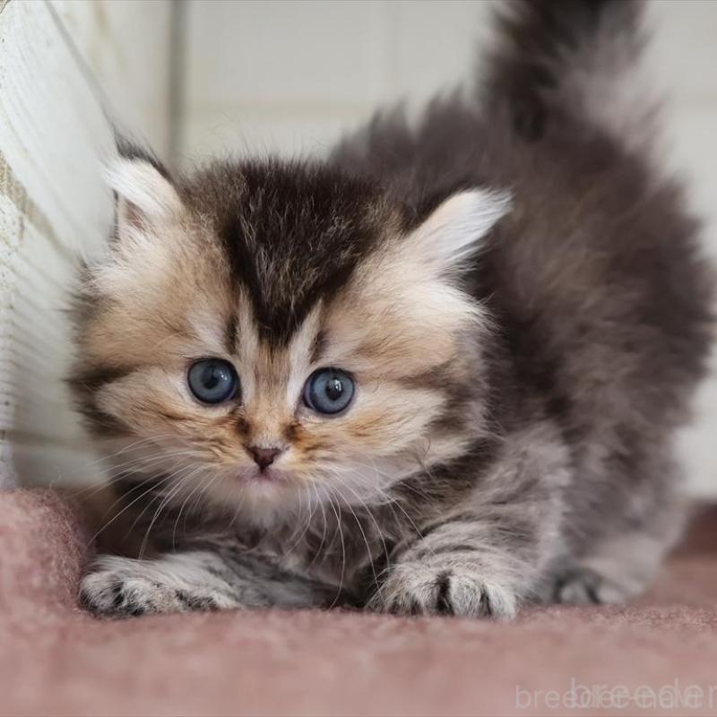 販売中の愛知県のブリティッシュロングヘア-136688