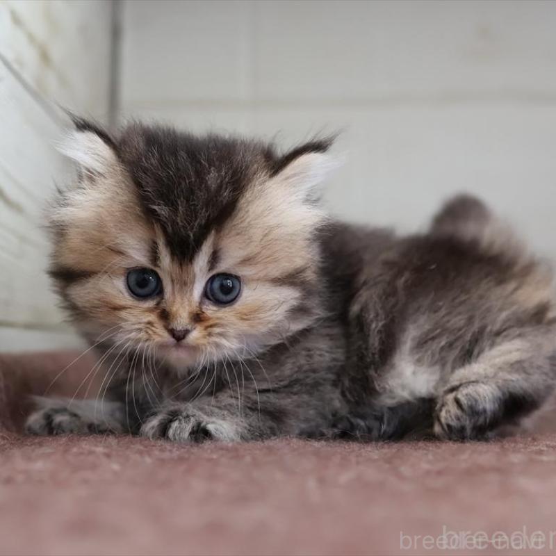 販売中の愛知県のブリティッシュロングヘア-136688の8枚目