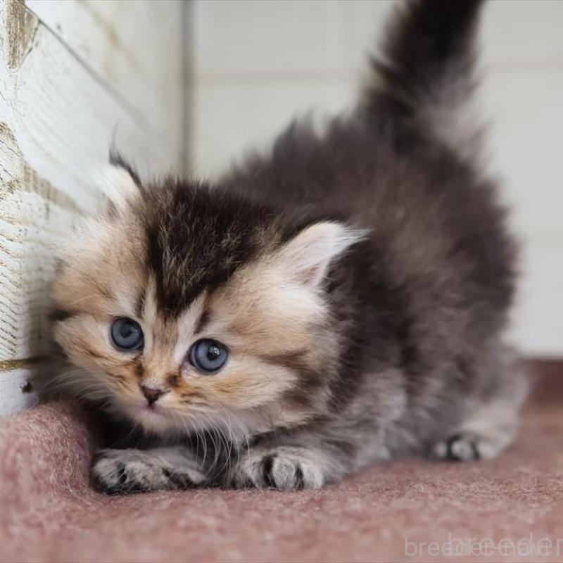 販売中の愛知県のブリティッシュロングヘア-136688の7枚目