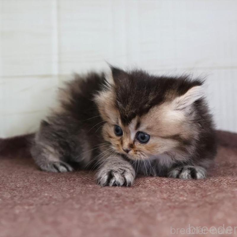 販売中の愛知県のブリティッシュロングヘア-136688の6枚目