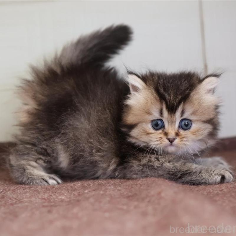 販売中の愛知県のブリティッシュロングヘア-136688の5枚目