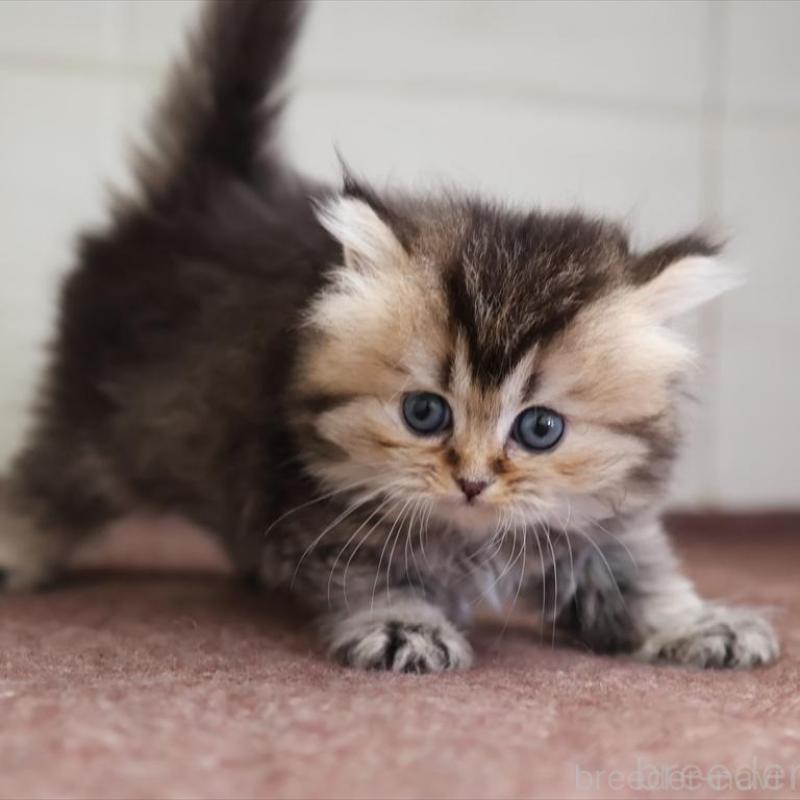 販売中の愛知県のブリティッシュロングヘア-136688の4枚目