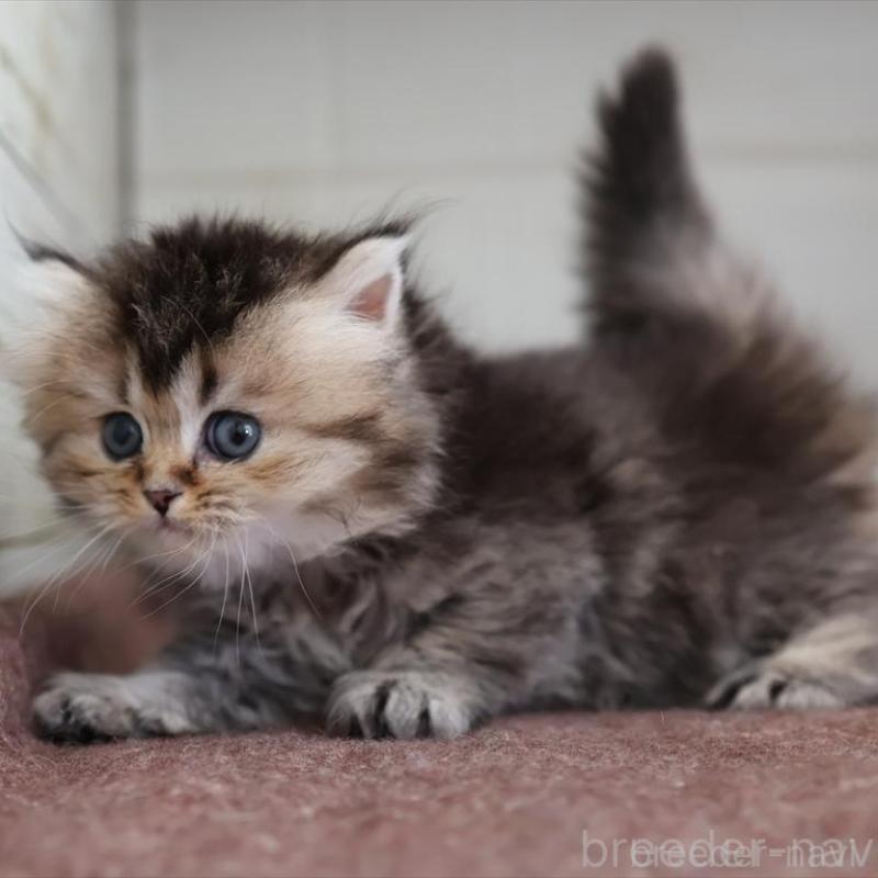 販売中の愛知県のブリティッシュロングヘア-136688の2枚目