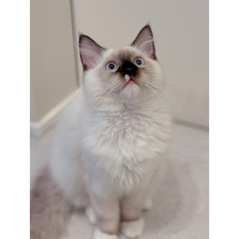 販売中の石川県のラグドール-136689の4枚目