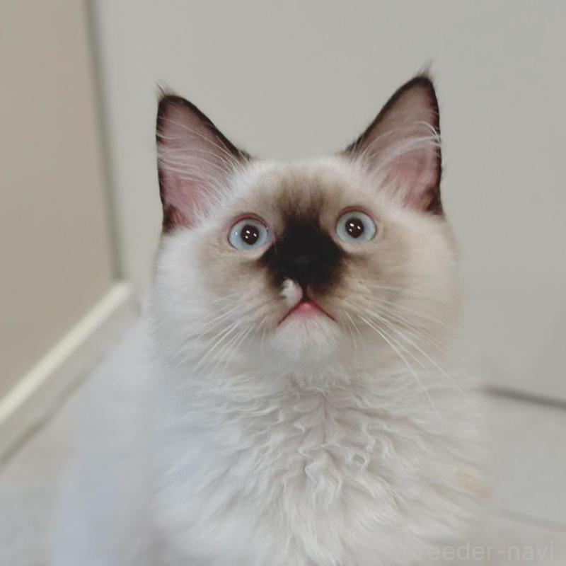 販売中の石川県のラグドール-136689の1枚目