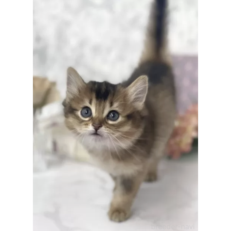 販売中の三重県のソマリ-136690の2枚目