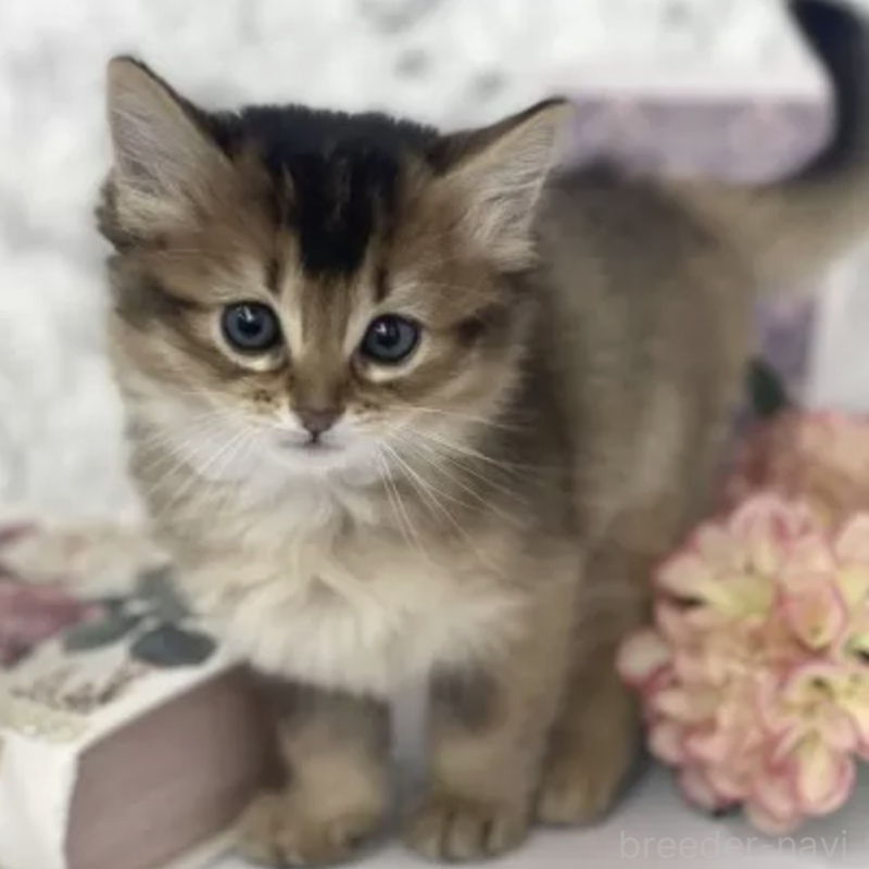 販売中の三重県のソマリ-136690