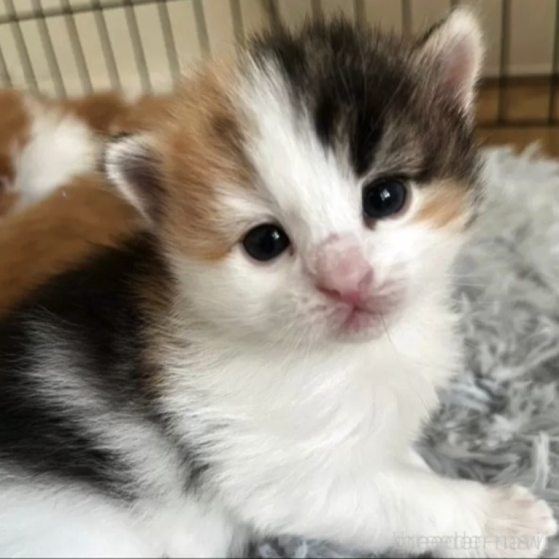 販売中の北海道のノルウェージャンフォレストキャット-136692の1枚目