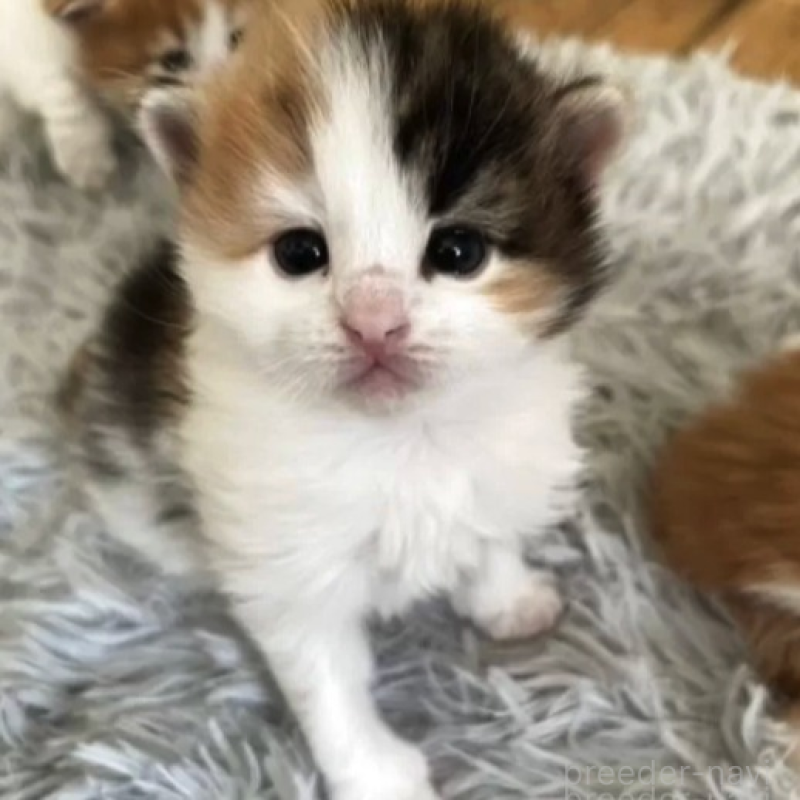 販売中の北海道のノルウェージャンフォレストキャット-136692の2枚目