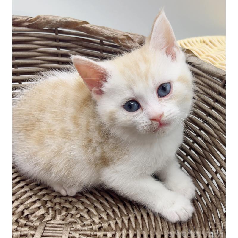 販売中の福島県のミックス-136691の5枚目