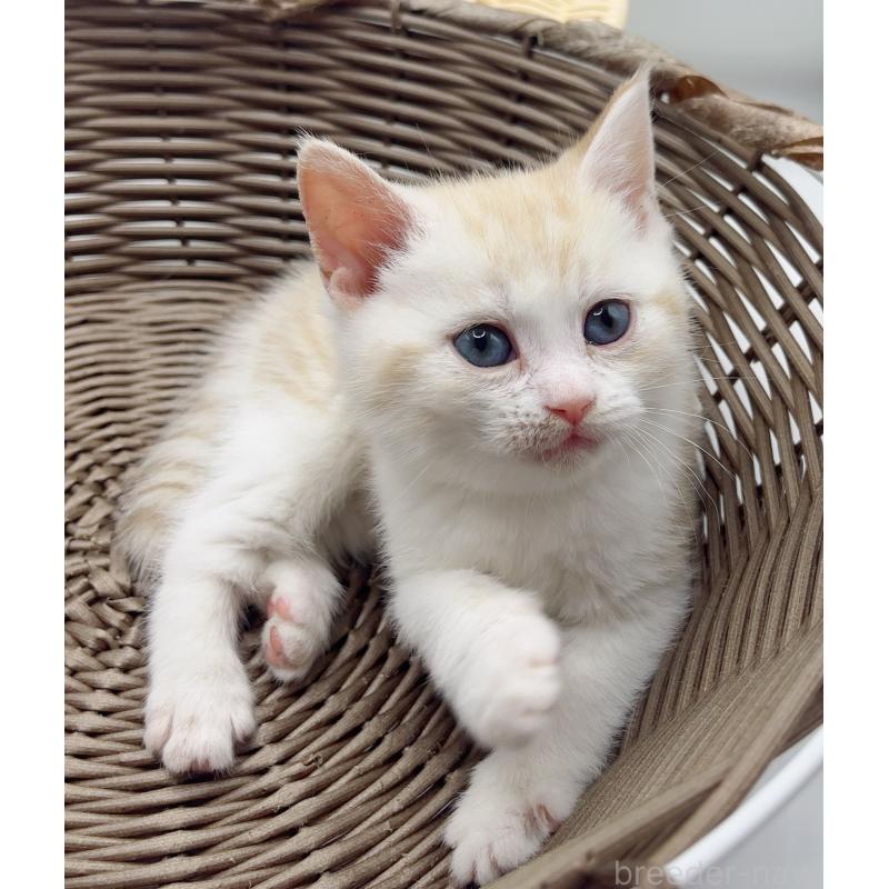 販売中の福島県のミックス-136691の4枚目