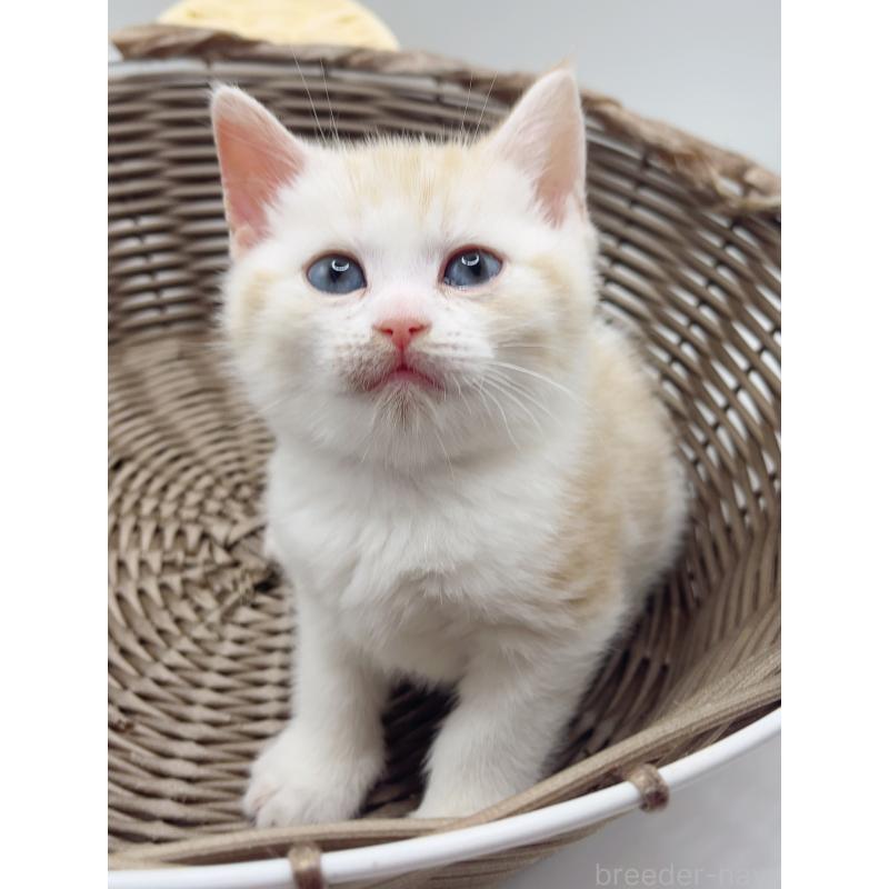 販売中の福島県のミックス-136691の3枚目