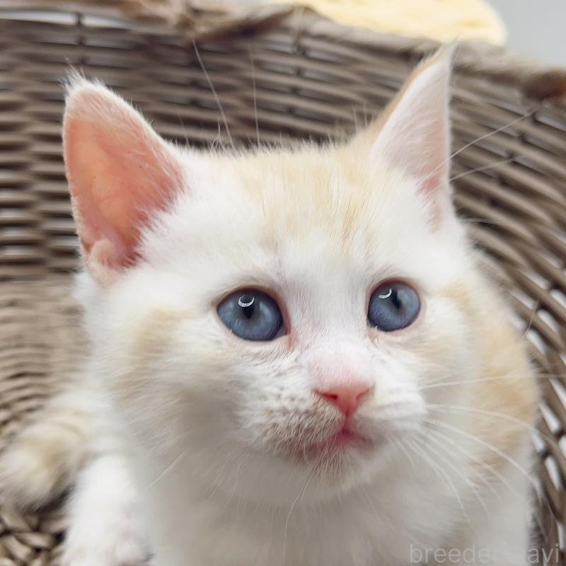 販売中の福島県のミックス-136691の2枚目