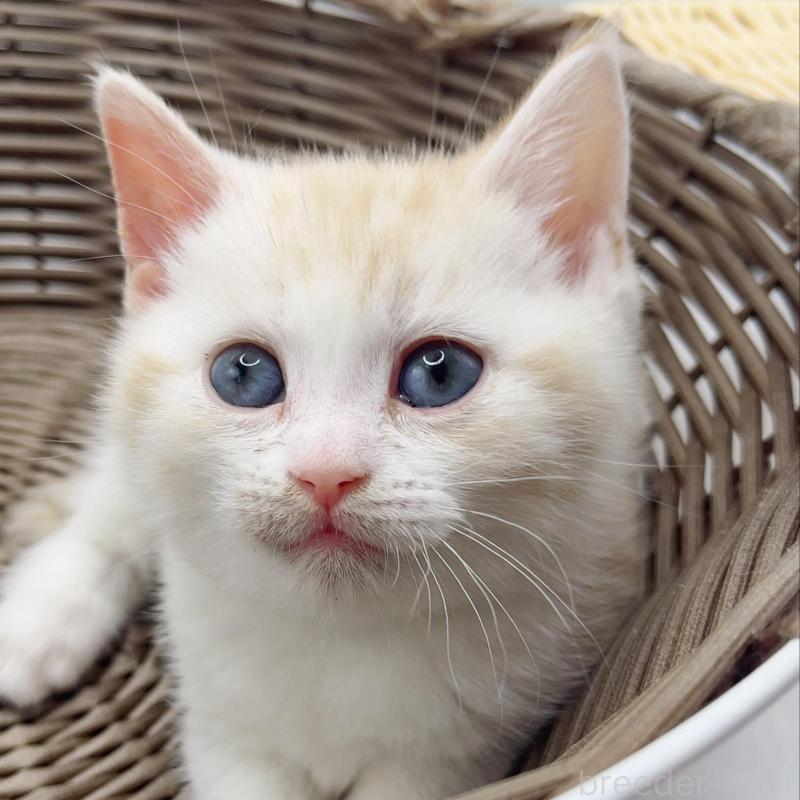 販売中の福島県のミックス-136691の1枚目