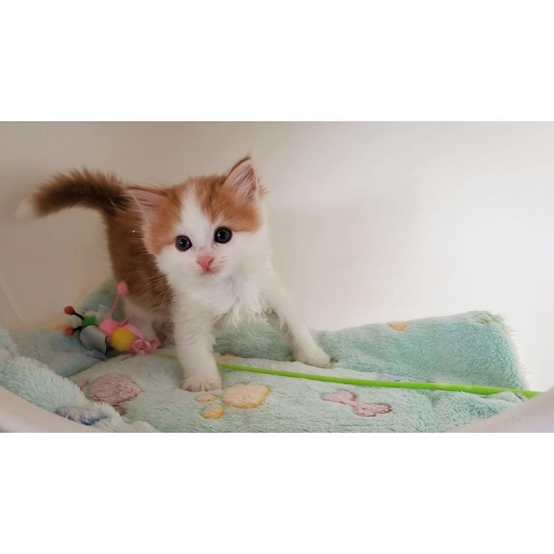 販売中の大阪府のマンチカン-136693の12枚目