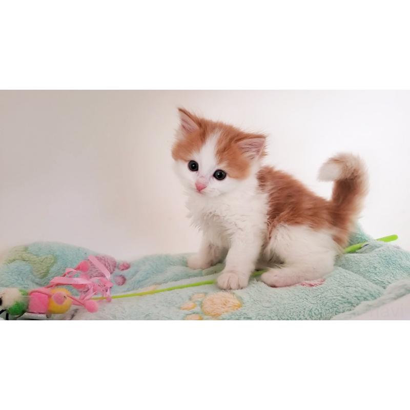 販売中の大阪府のマンチカン-136693の11枚目