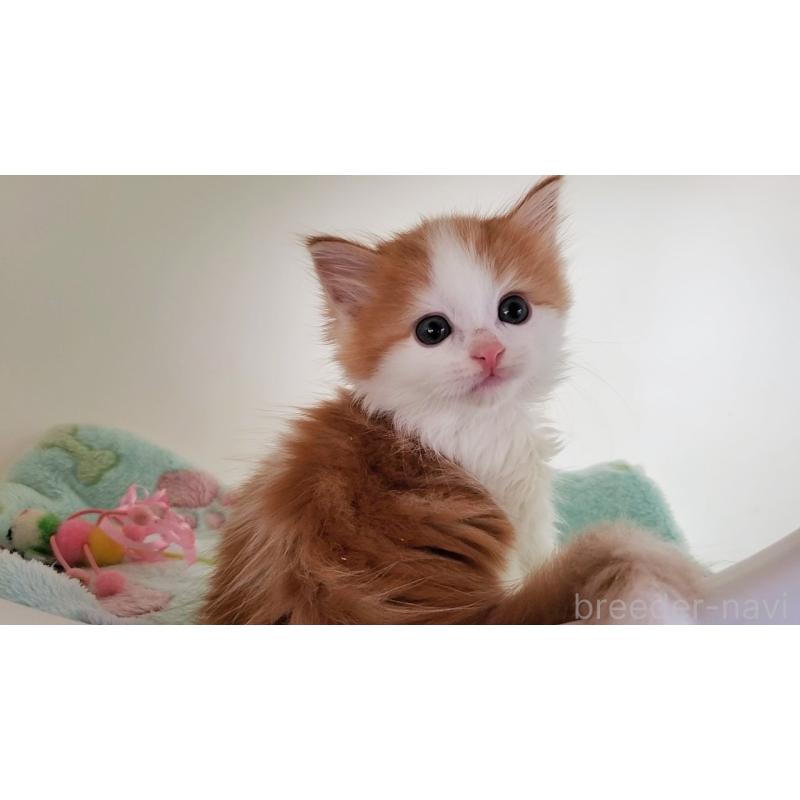 販売中の大阪府のマンチカン-136693の9枚目