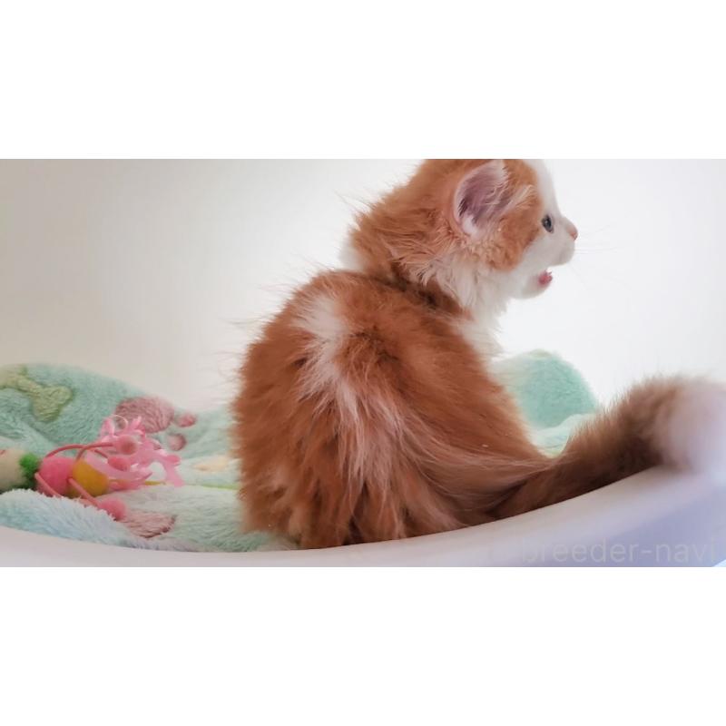 販売中の大阪府のマンチカン-136693の8枚目