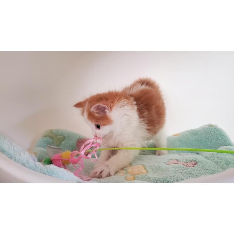 販売中の大阪府のマンチカン-136693の7枚目