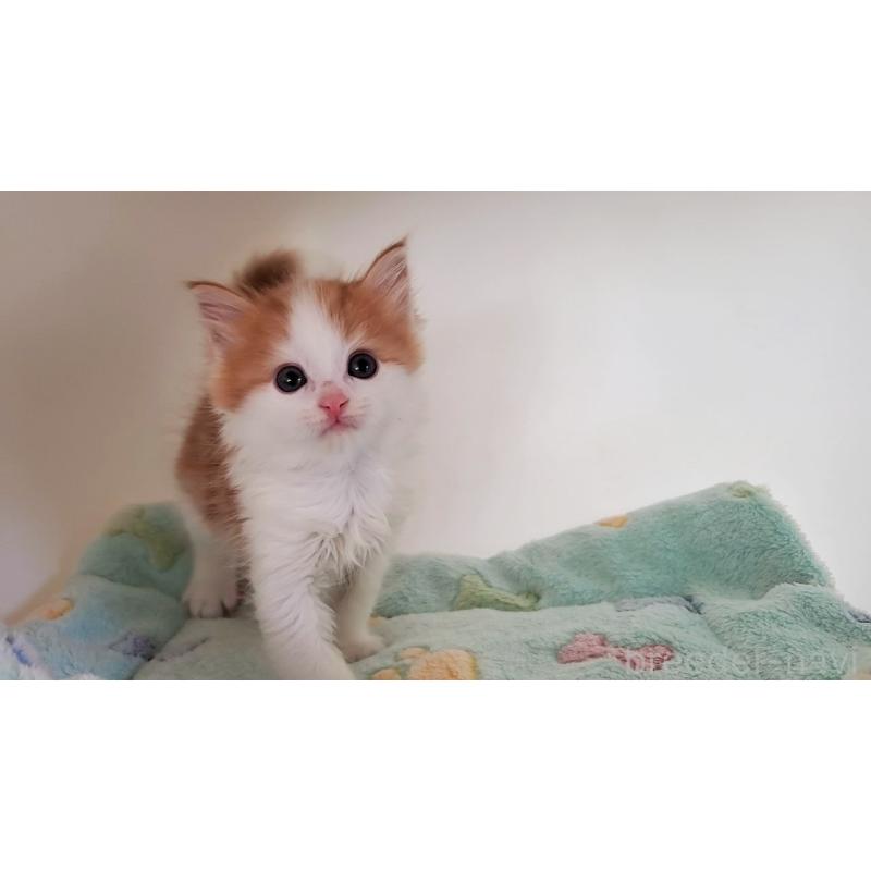 販売中の大阪府のマンチカン-136693の5枚目