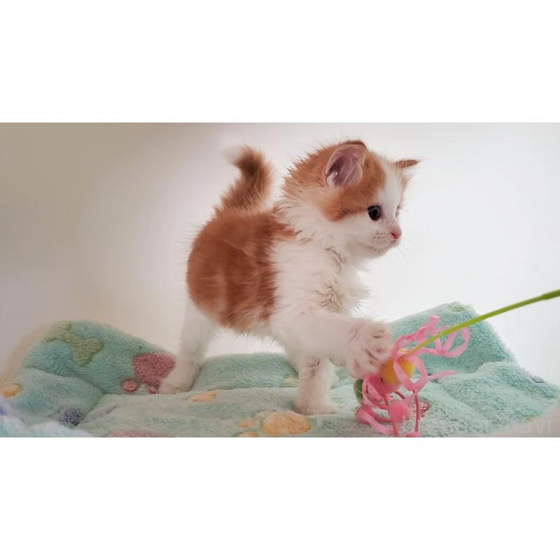 販売中の大阪府のマンチカン-136693の3枚目