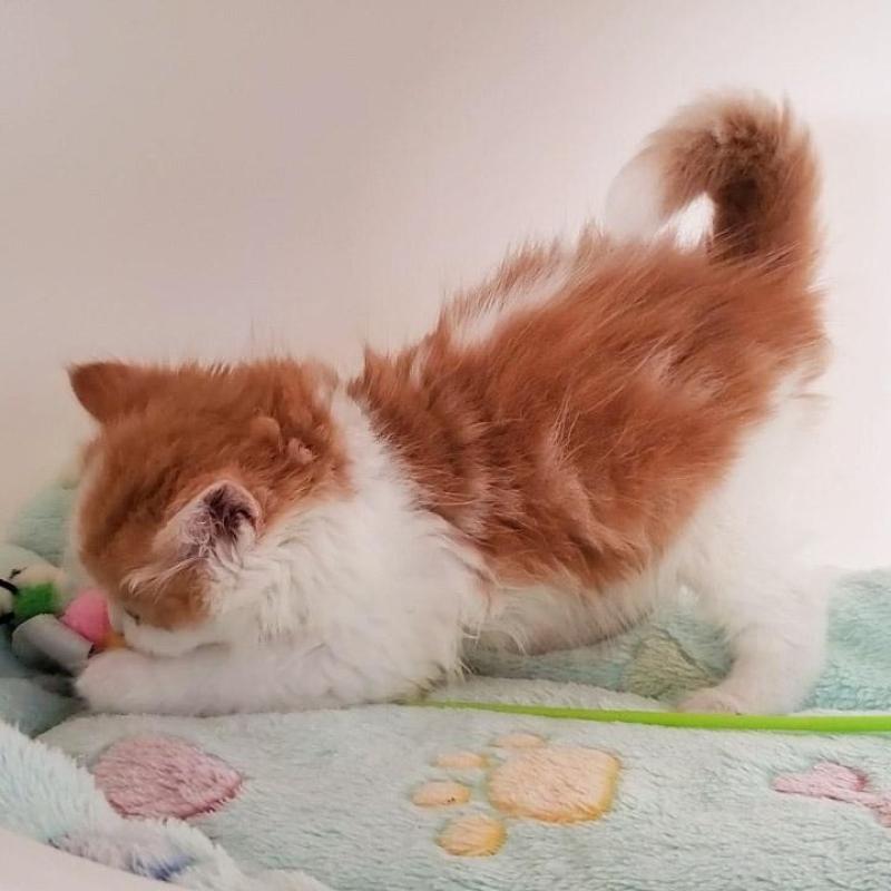 販売中の大阪府のマンチカン-136693の2枚目