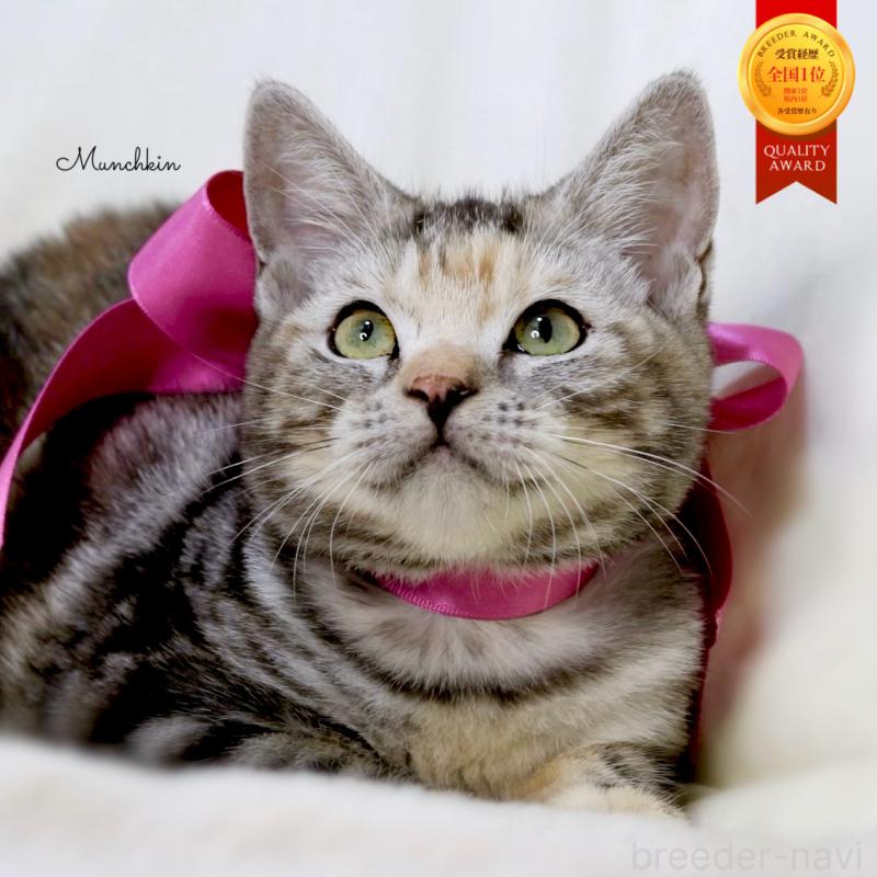 販売中の栃木県のマンチカン-134359の1枚目