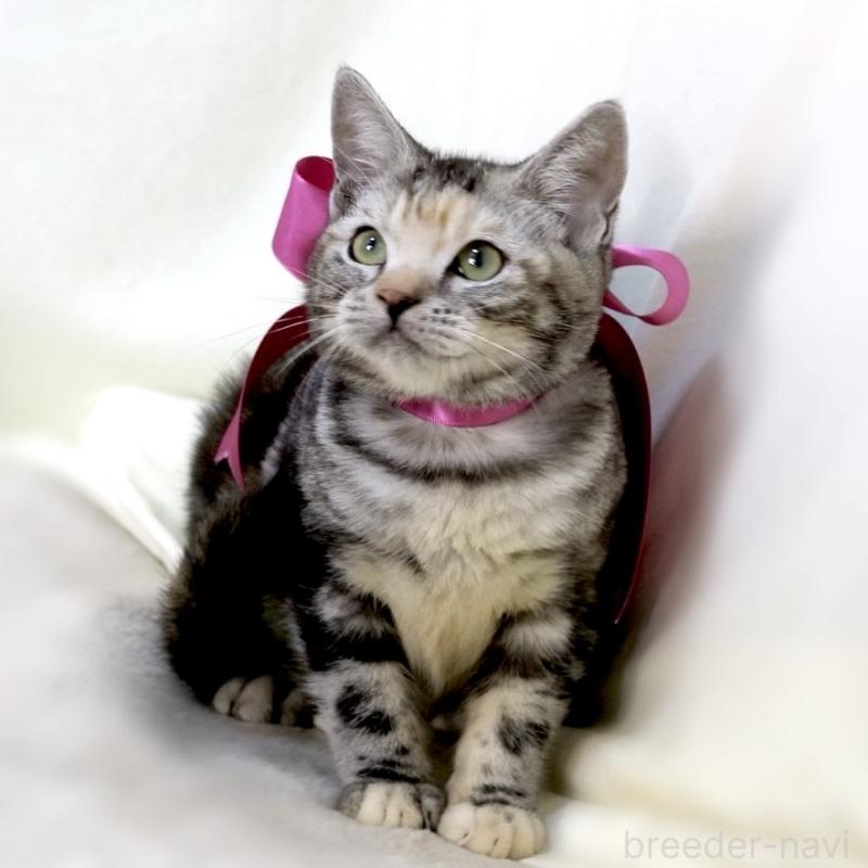 販売中の栃木県のマンチカン-134359の10枚目