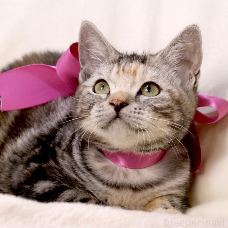 販売中の栃木県のマンチカン-134359の8枚目