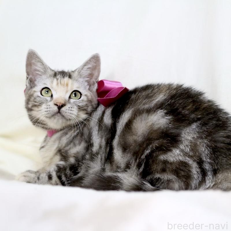 販売中の栃木県のマンチカン-134359の7枚目