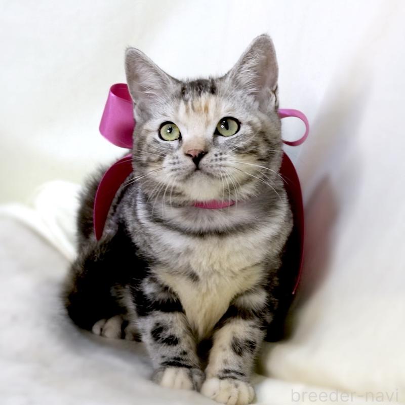 販売中の栃木県のマンチカン-134359の6枚目